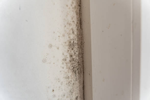 Best Post-Remediation Verification Testing  in Franklin, NC