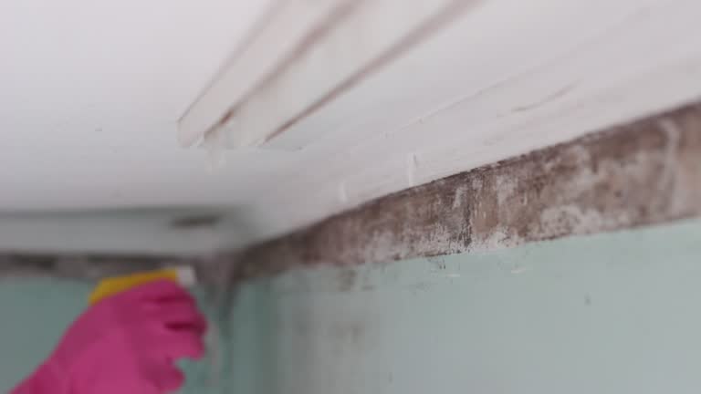 Best Comprehensive Air Testing for Mold Contaminants  in Franklin, NC